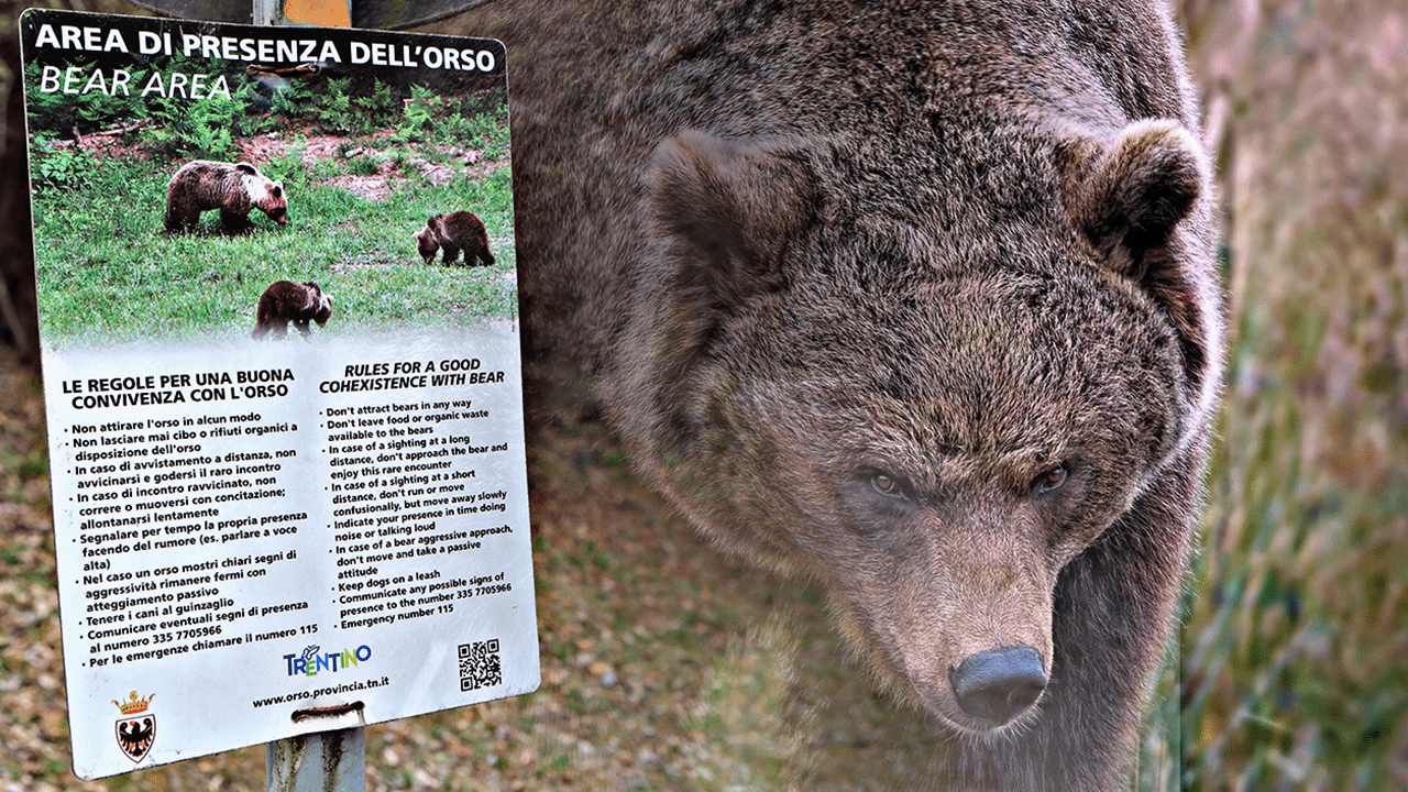 Trentino, catturato e radiocollarato un giovane orso confidente in Val di  Sole: Era già stato sottoposto ad azioni di dissuasione con spray anti-orso  e pallettoni di gomma - La Stampa